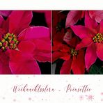 Poinsettie - der Weihnachtsstern