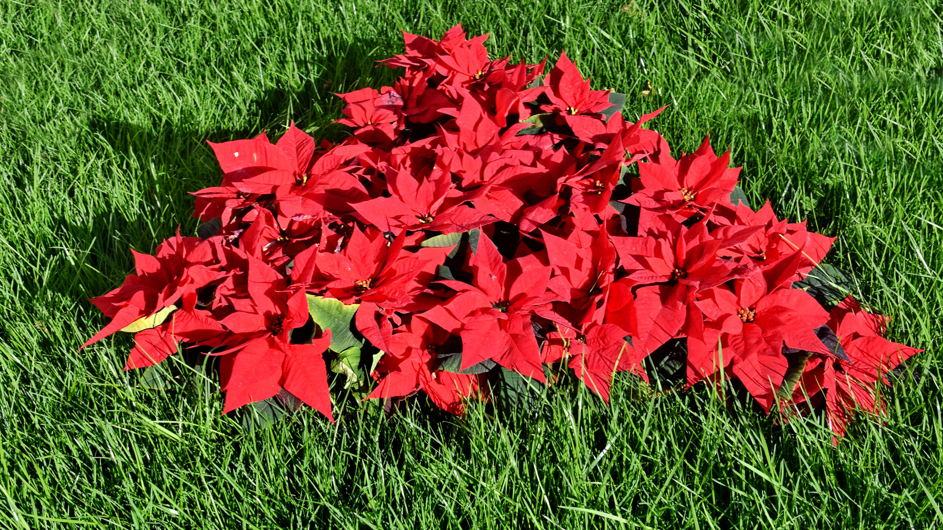 Poinsettie (Euphorbia pulcherrima)