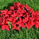 Poinsettie (Euphorbia pulcherrima)