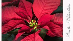 Poinsettie oder Weihnachtsstern...