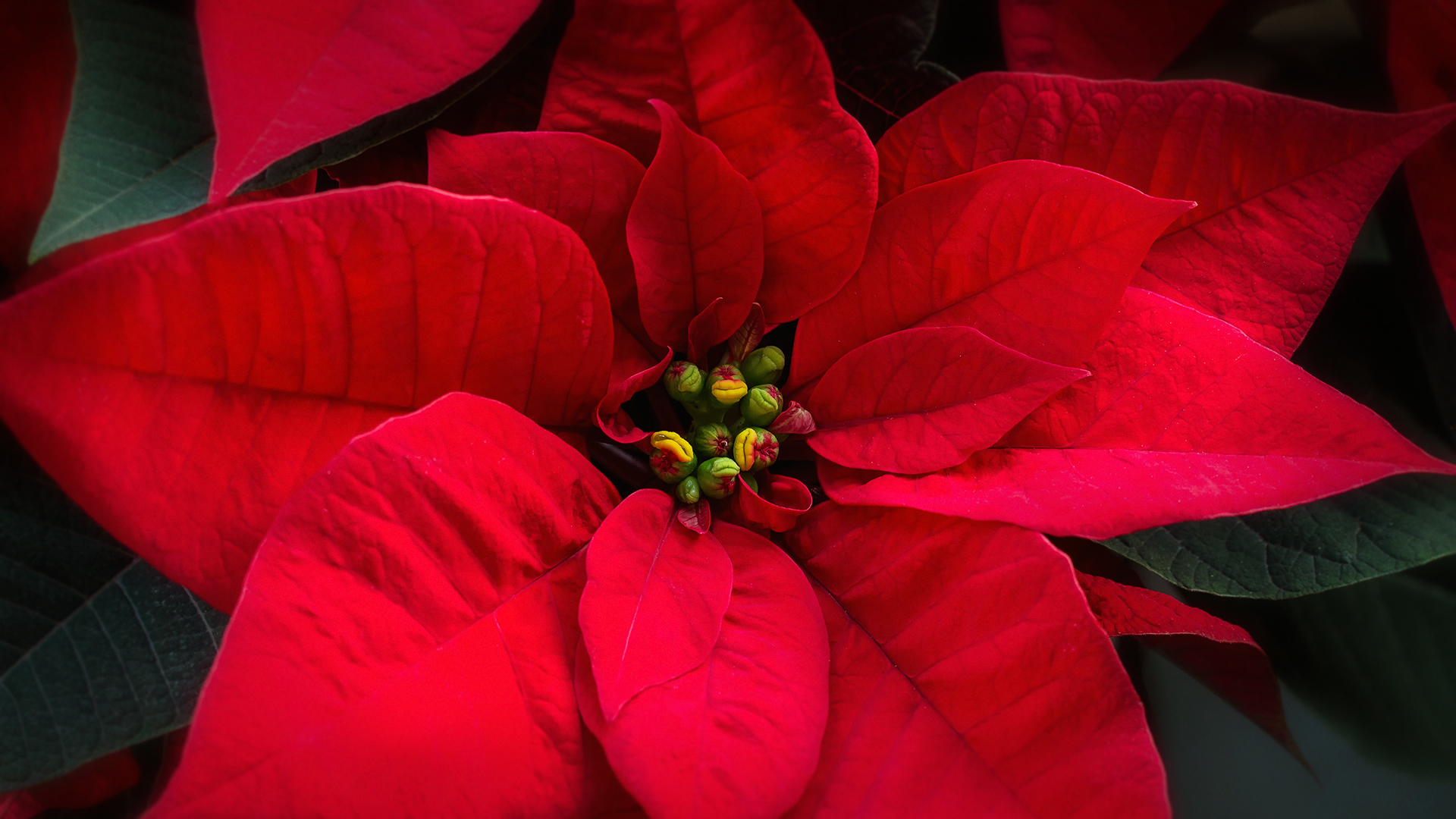 Poinsettie - Weihnachtsstern...