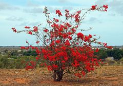 ..Poinsiana Tree..