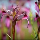 Point de muguet