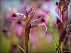 Point de muguet