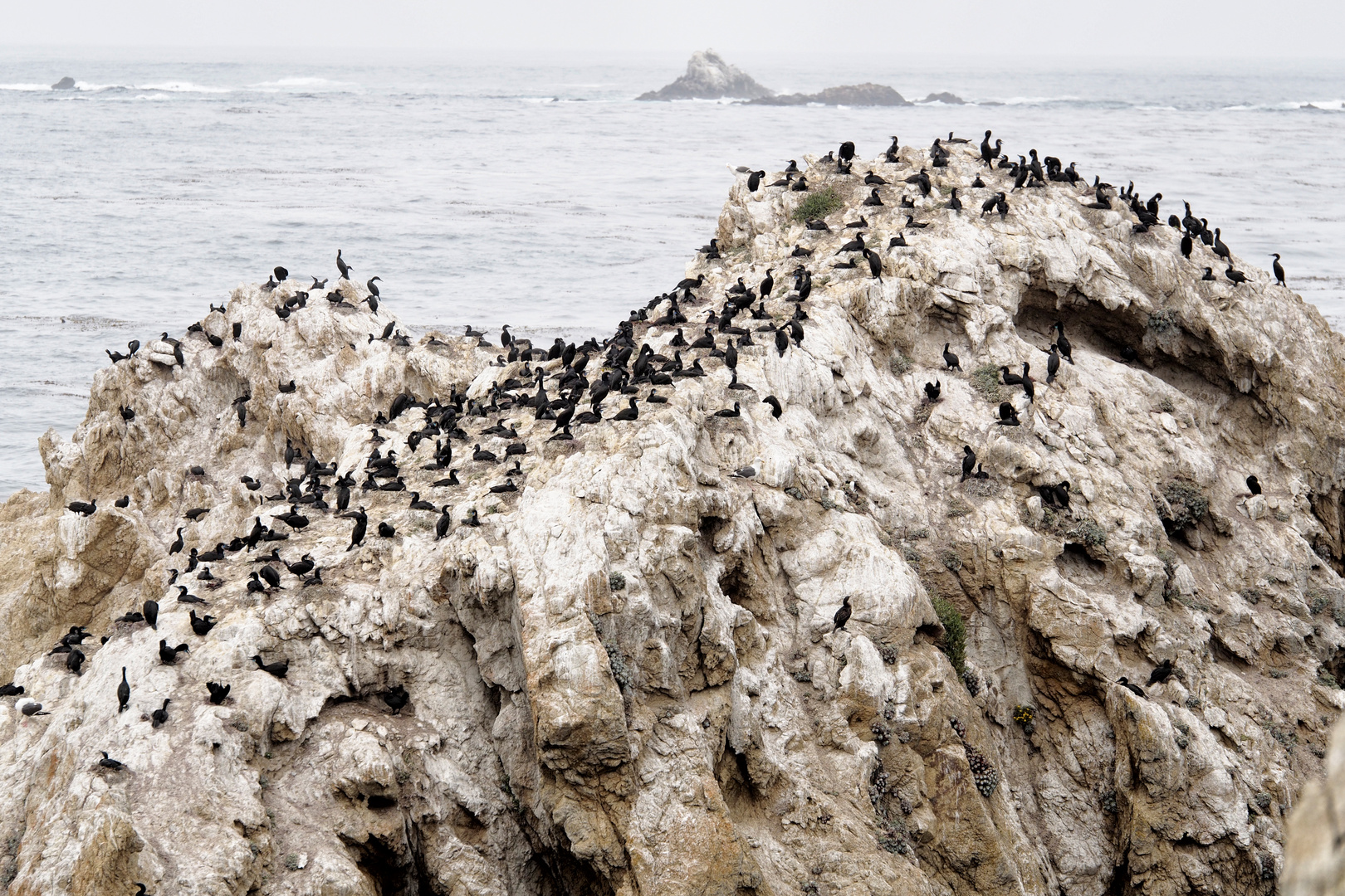 Point Lobos