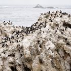 Point Lobos