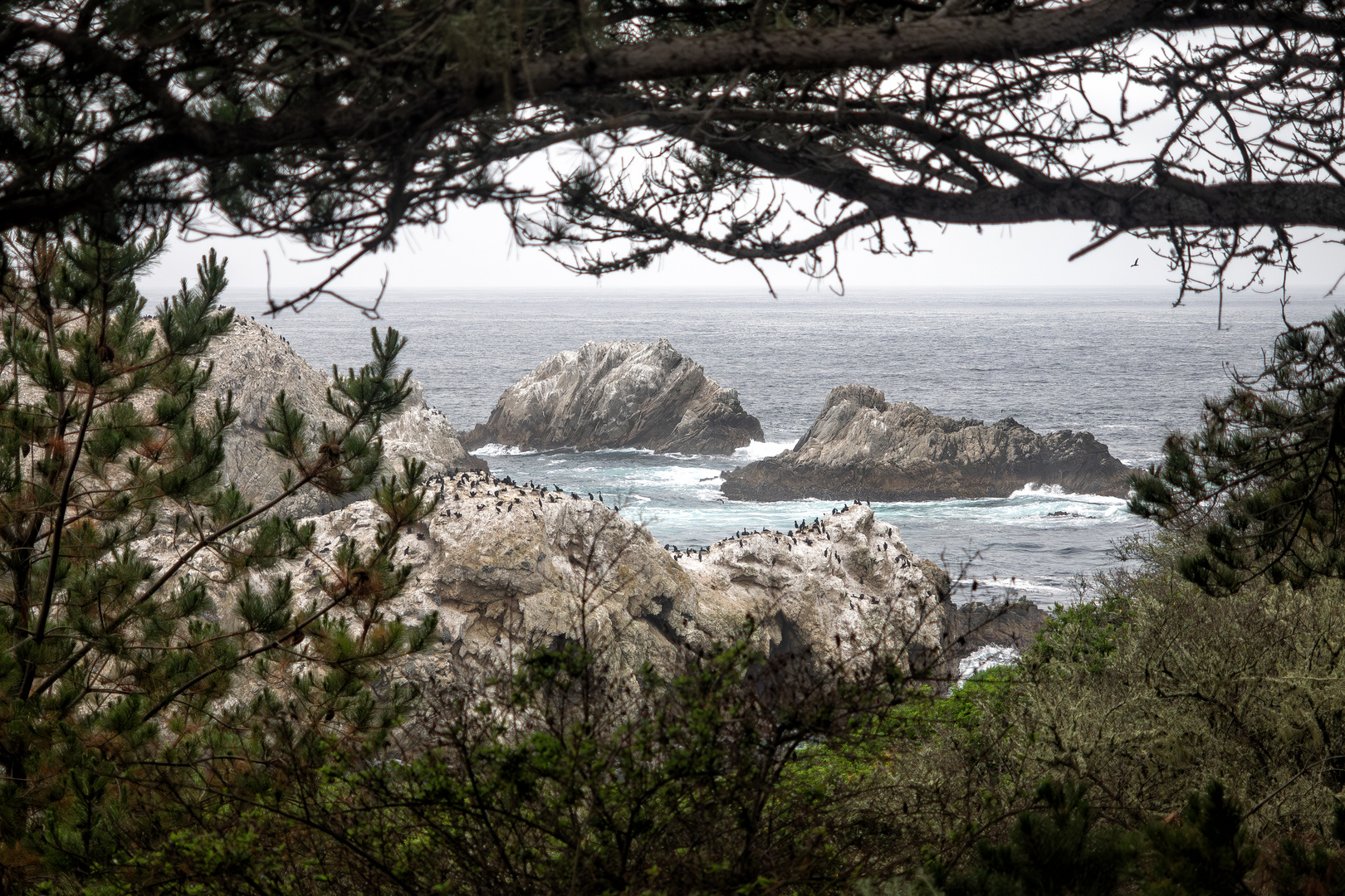 Point Lobos