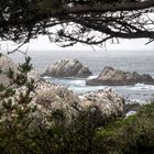 Point Lobos