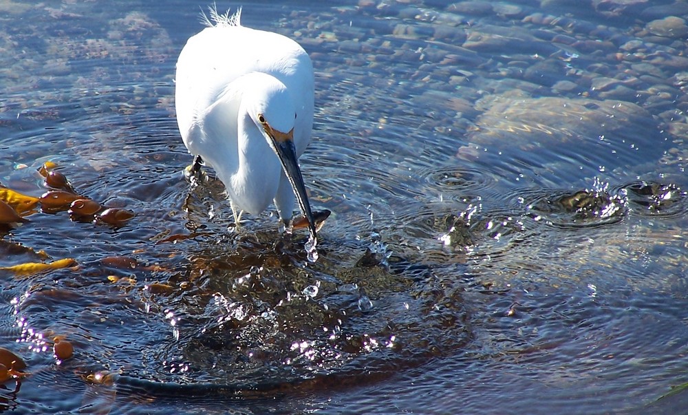 Point Lobos Seabird Catching Fish by Pescadero 