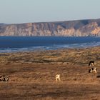 Point Reyes Visions II