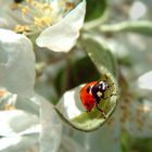 Point rouge sur une fleur de pommier