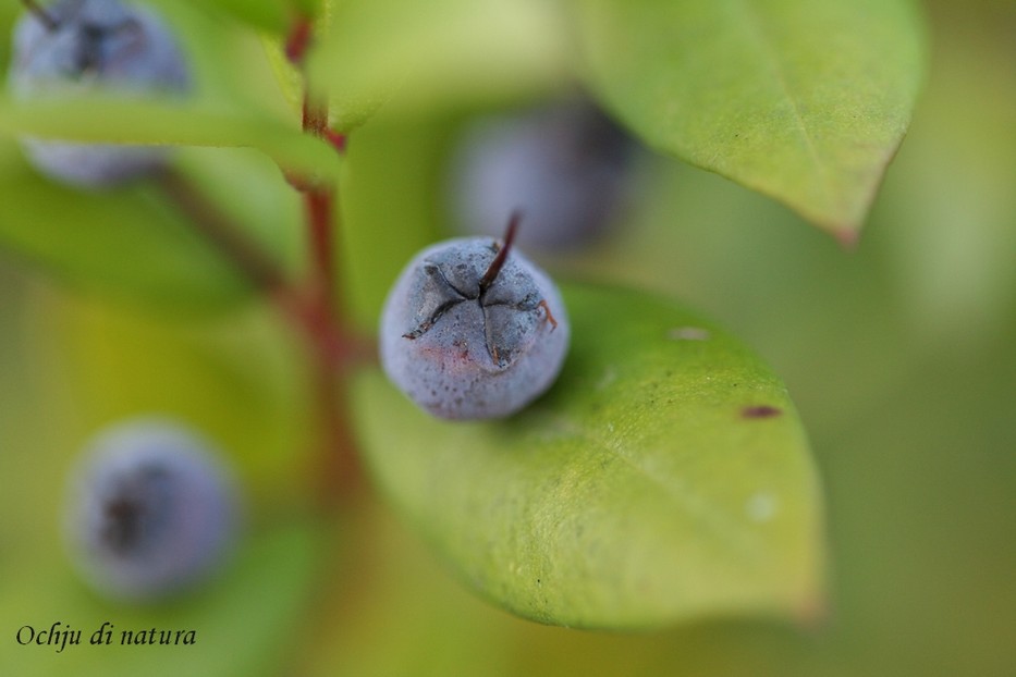 Point sur fruit de saison