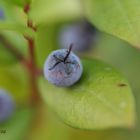 Point sur fruit de saison