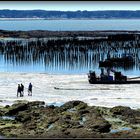 Pointe de Bile - Les bouchots 