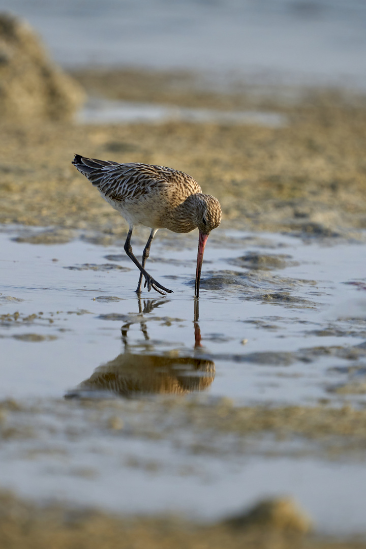 Pointed beak