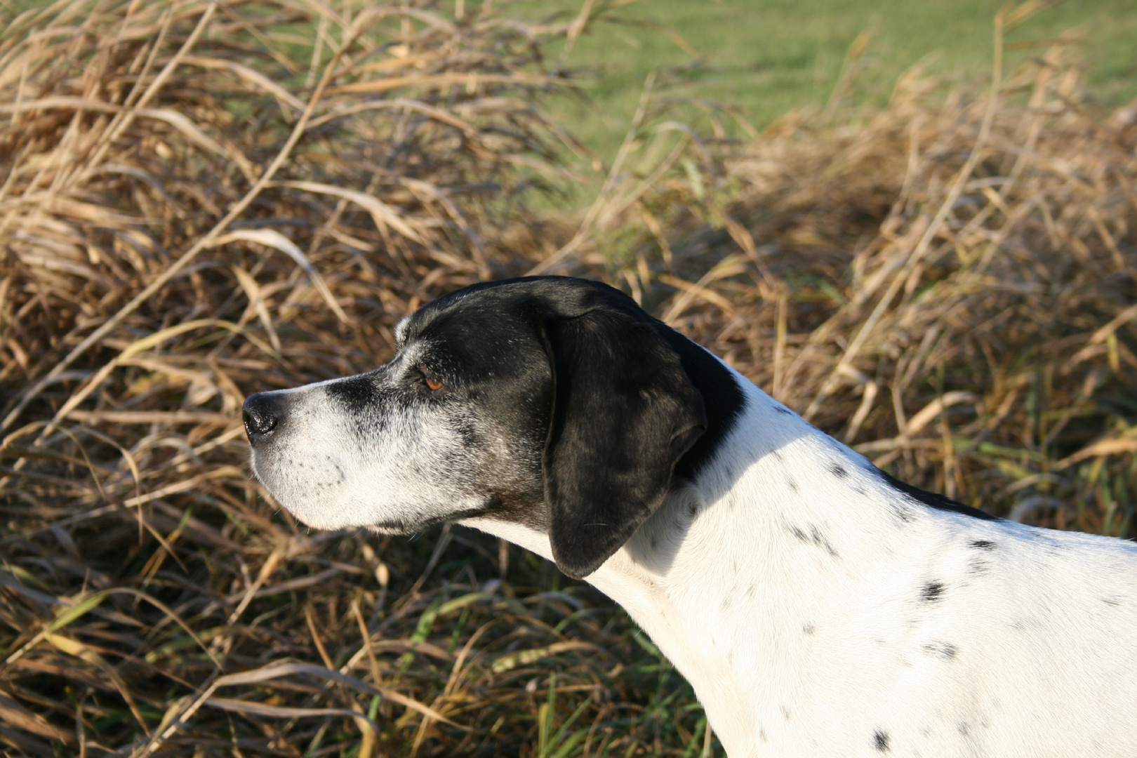 Pointer, Emmy v.d. Postschwaige, 13 Jahre