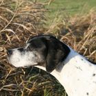 Pointer, Emmy v.d. Postschwaige, 13 Jahre