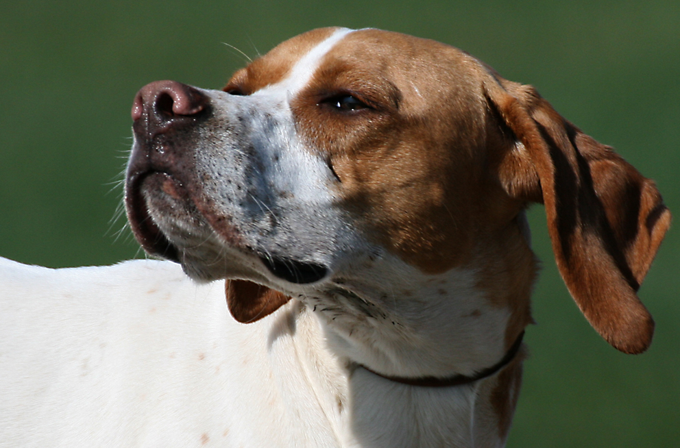 Pointer, FieldFlyers "Fleur" (8 Monate)