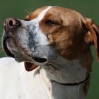 Pointer, FieldFlyers "Fleur" (8 Monate)