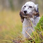 Pointingdog / Setter