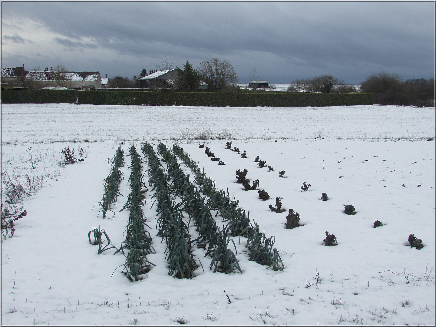 ..Poireaux, sous la neige..