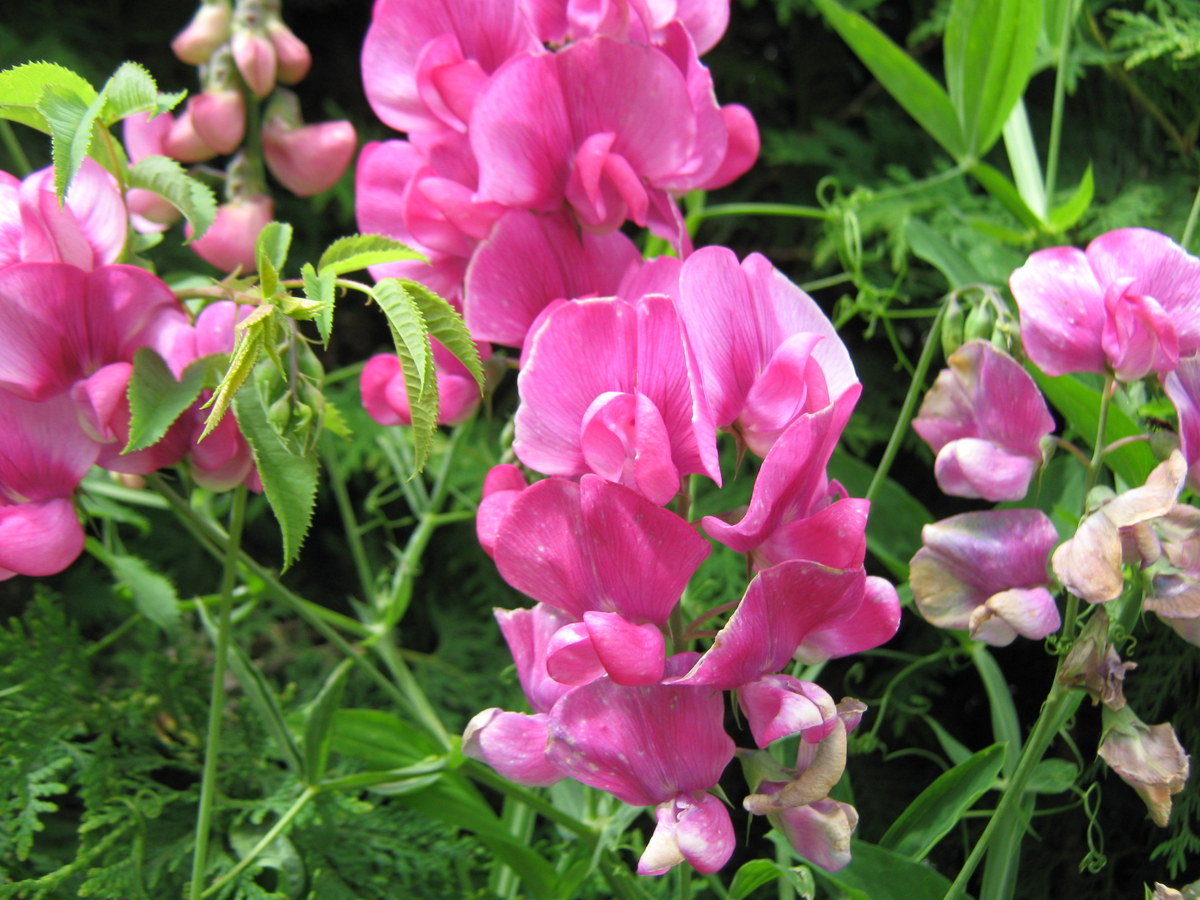 pois de senteur photo et image fleurs, nature, pois de senteur Images