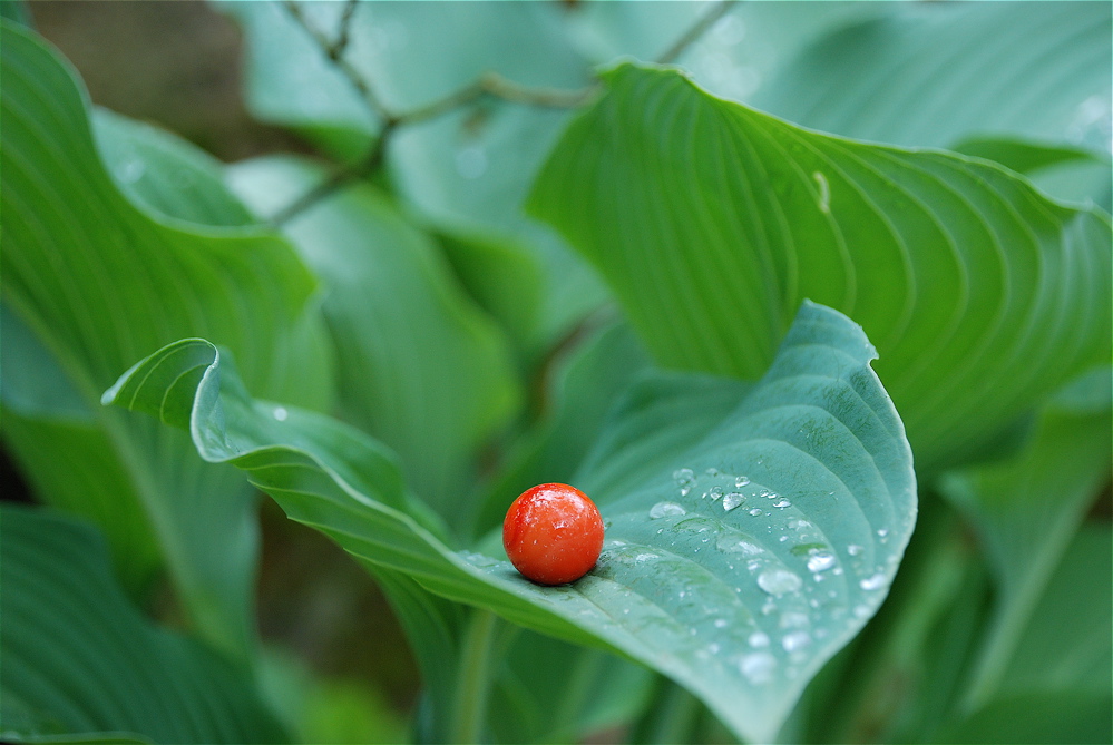 Pois rouge