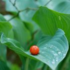 Pois rouge