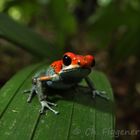 Poison Dart Frog