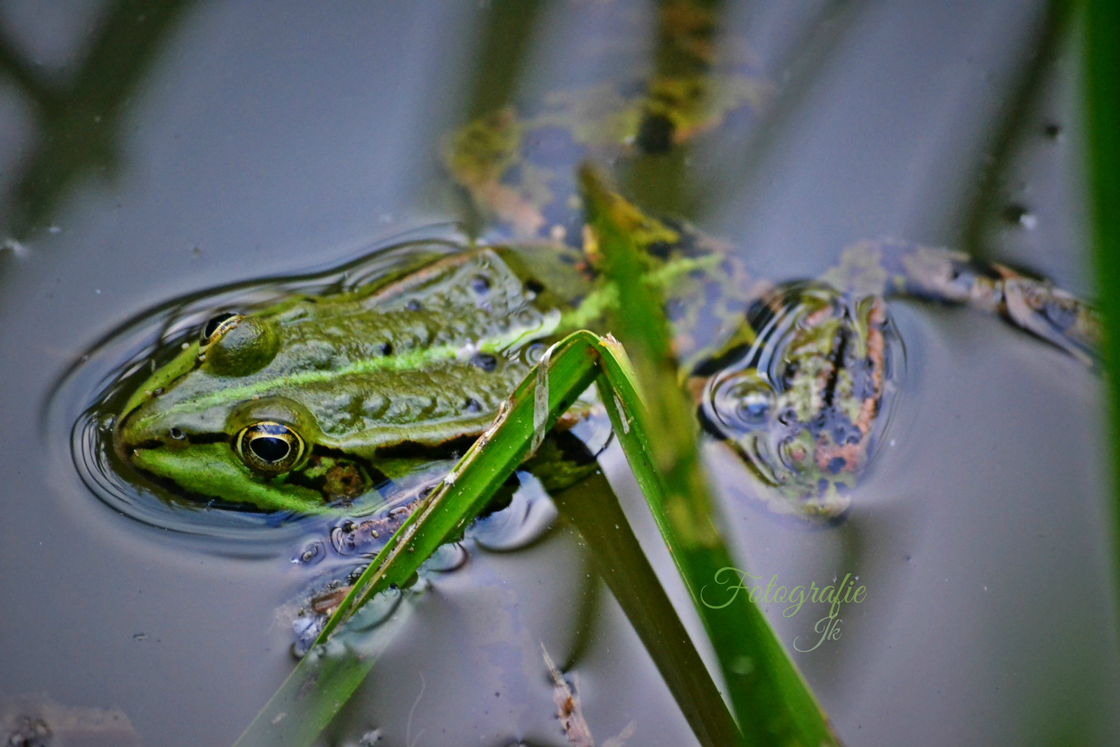 poison green frog..