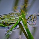 poison green frog..