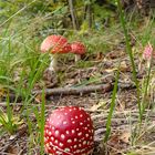 Poison mushroom