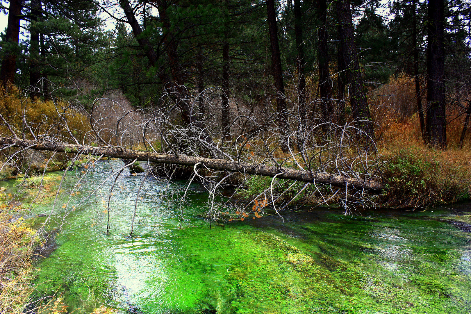 poisonous creek