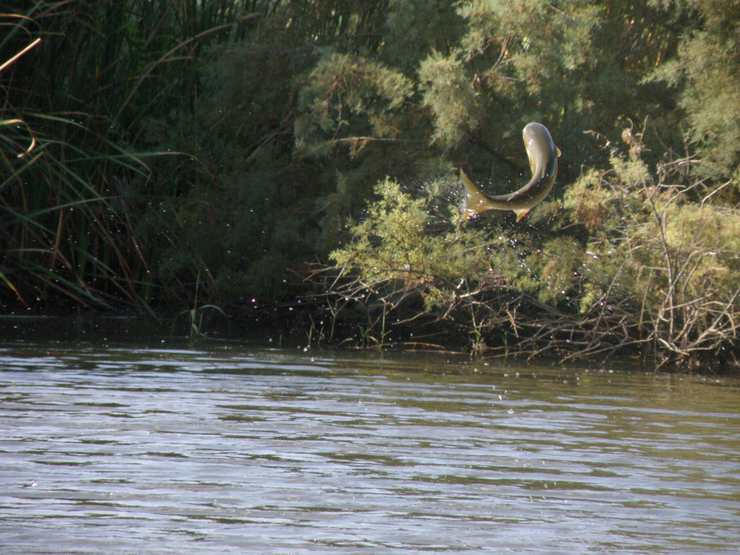 Poisson