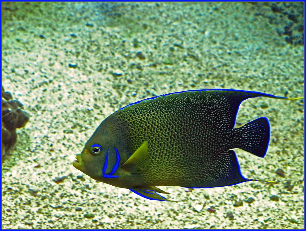 Poisson ange à demi-cercle - Pomacanthus semicirculatus - Halbkreis Kaiserfisch