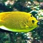 Poisson ange à nez bleu -- Aquarium des lagons, Nouméa