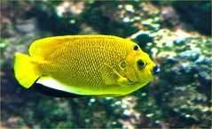 Poisson ange à nez bleu -- Aquarium des lagons, Nouméa