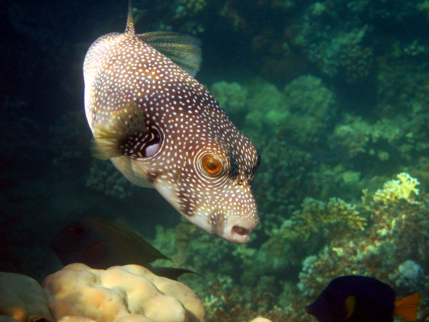 Poisson ballon