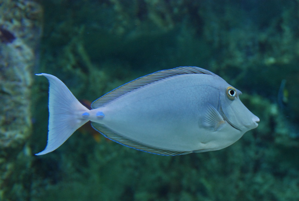 POISSON BLEU