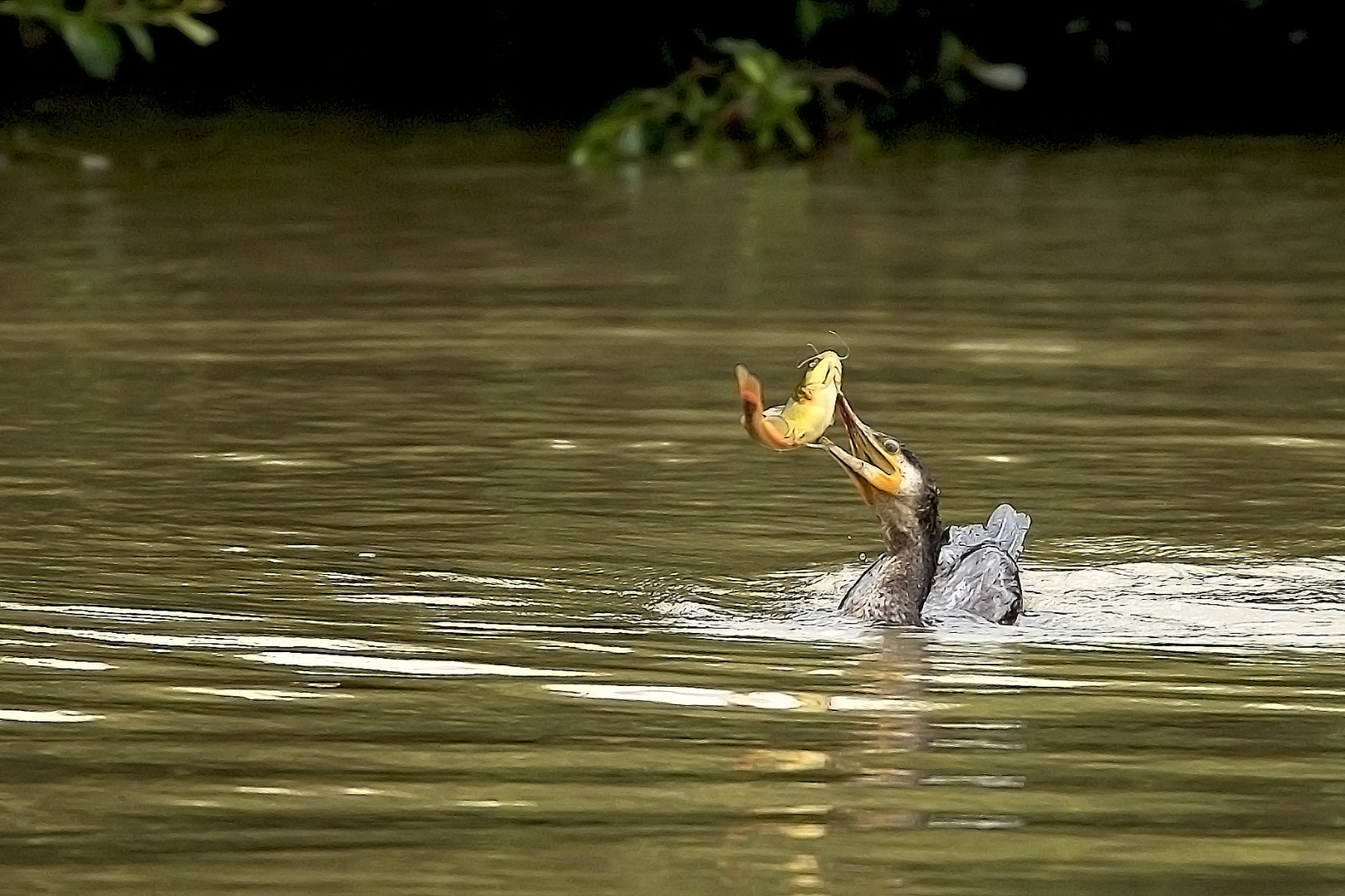        "    Poisson chat  "