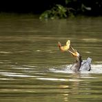        "    Poisson chat  "