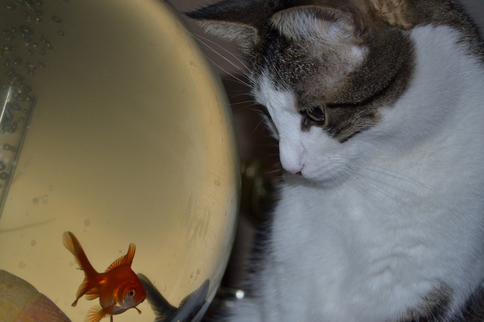 Poisson-chat