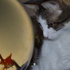 Poisson-chat