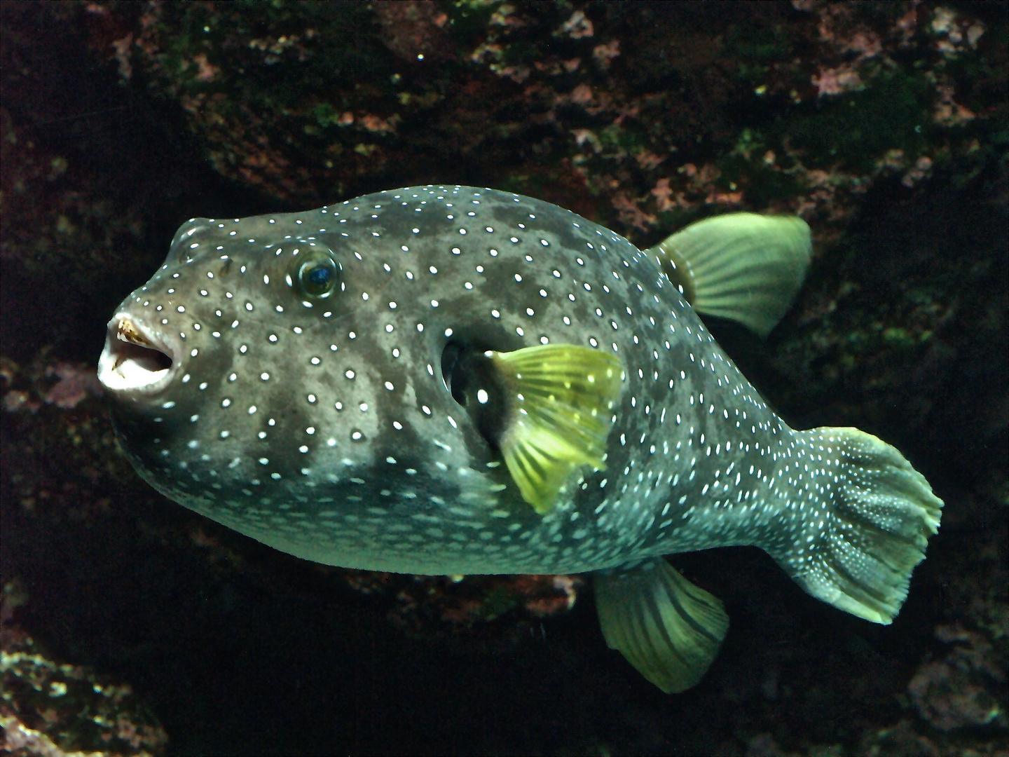 Poisson coffre - Aquarium des lagons, Nouméa