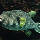 Poisson coffre - Aquarium des lagons, Nouméa