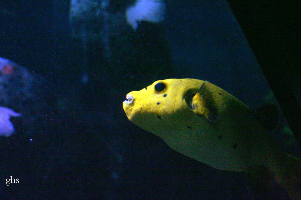 poisson diodon jaune