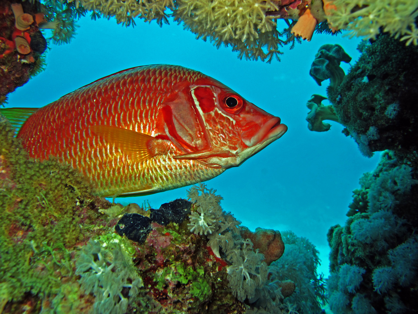 poisson ecureuil mer rouge