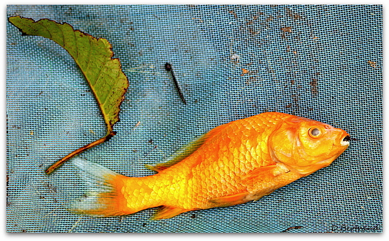 poisson et feuille...morte aussi !!