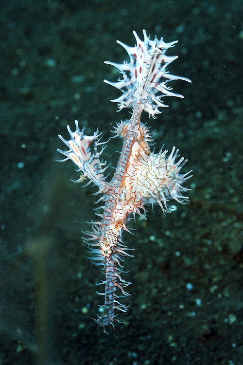 Poisson fantome arlequin