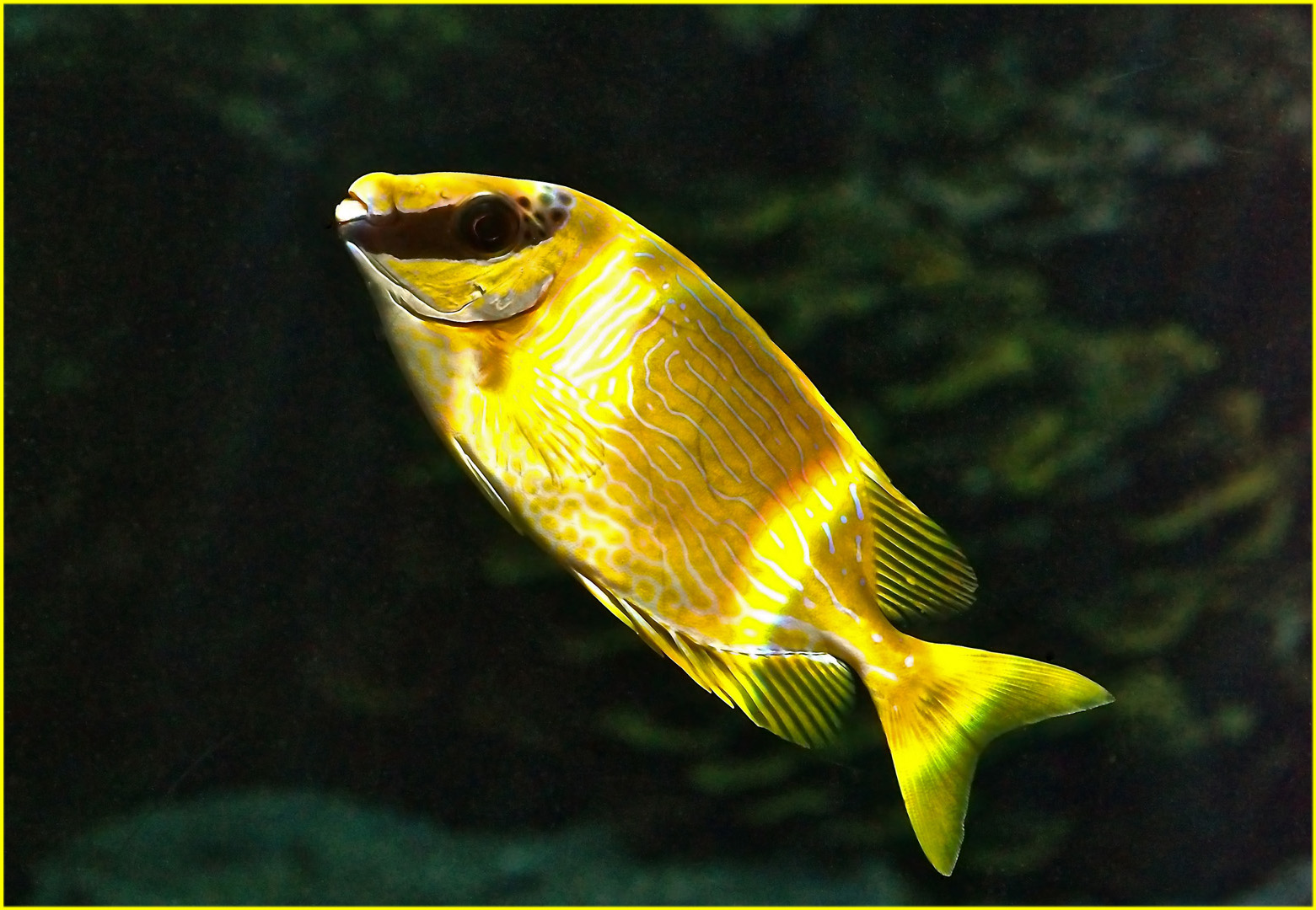 Poisson lapin masqué  -- Siganus puellus